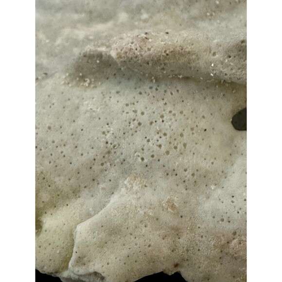 Natural San Blas Beach-Collected Coral Souvenir Caribbean Coastal Home Decor - Picture 4 of 12